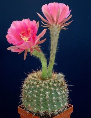 Echinopsis_mammilosa